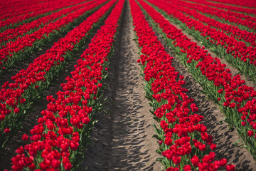 Germany, rows of red tulips