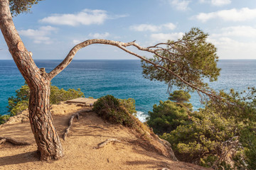 Fototapeta na wymiar Typical mediterranean landscape with pines and sea in Lloret de Mar, Costa Brava, Catalonia, Spain.