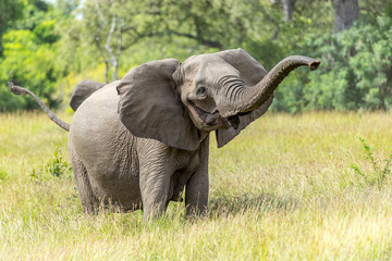 Naklejka na ściany i meble game reserve wildlife with african elephant