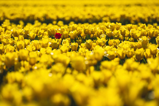 Germany, yellow tulip field with single red tulip