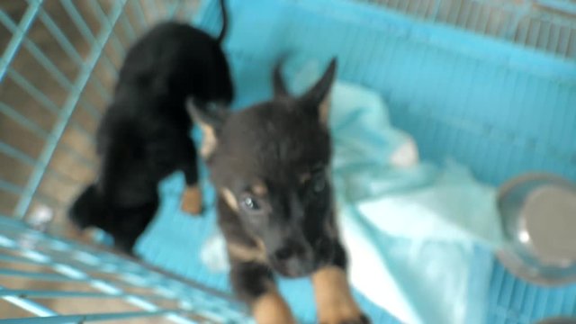 Close-up of sad puppies in shelter behind fence waiting to be rescued and adopted to new home. Shelter for animals concept