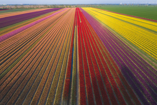 Germany, Saxony-Anhalt, Aerial View Of Tulip Fields