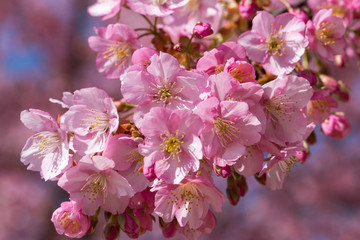 Fototapeta premium 旧中川の河津桜 東京都江戸川区平井