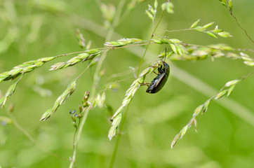 Beetle crawling on the stem.