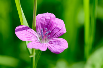 A beautiful wildflower grows in a meadow.