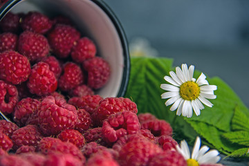 Fresh ripe raspberries and raspberry leaves on a dark background