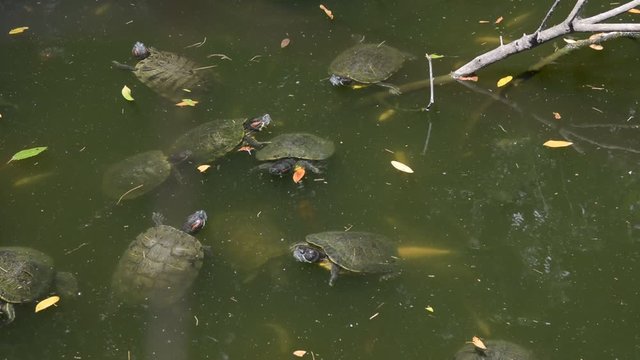 Many turtles are swimming in the pond.
