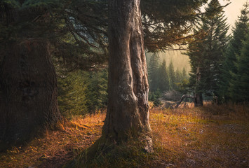 Tree in the Forest Lit by Soft Light. Beautiful Atmospheric Forest Scene.