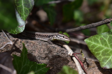 Lizard on the stone with green leaves