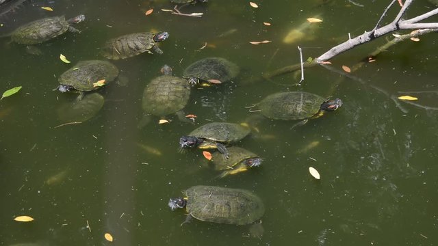 Many turtles are swimming in the pond.