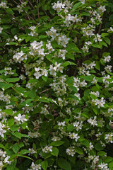 many white jasmine flowers in green foliage