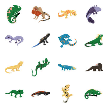 Vector illustration of animal and reptile logo. Collection of animal and nature stock symbol for web.