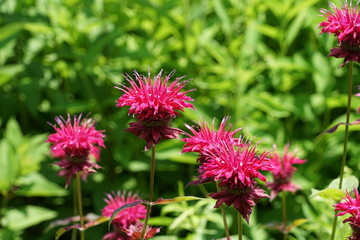 Scarlet Bee Balm Flower - Monarda Didyma