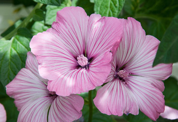 Pink Rose Mallow Flower