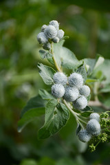  Thistles on a green blurred background