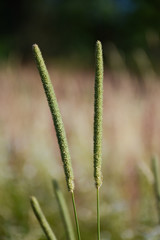  Timothy grass on blurred field background