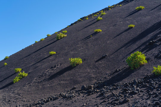 Spain, Canary Islands, Lanzarote, Los Volcanes Nature Park, Montana del Cuervo, Canary Islands sorrel, Rumex lunaria