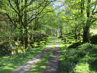 Fototapeta premium The road to the forest. Natural reserve. Flora of Ireland.