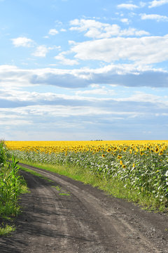 The Road To The Sunflower Field.