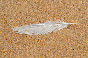 Wet feather on the fine sand.