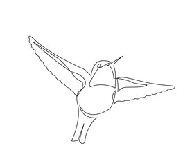 continuous line drawing of beautiful colibri small bird flying