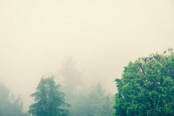 Lush foliage in the fog