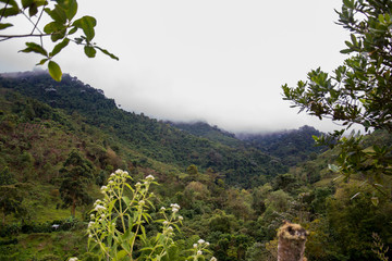 Paisaje bosque superior