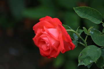 blume