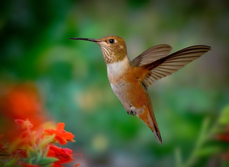 A female roufus hummingbird © yonatan
