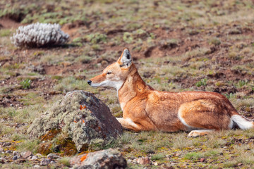 Naklejka na ściany i meble Rare and endemic ethiopian wolf, Canis simensis, hunts in nature habitat. Sanetti Plateau in Bale mountains, Africa Ethiopian wildlife. Only about 440 wolfs survived in Ethiopia