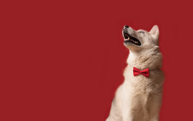 Lovely siberian husky dog wearing red bow tie isolated against red background. Cool funny dog looks up. Copy space