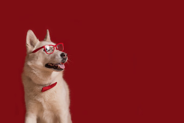 Funny lovely siberian husky dog wearing glasses and red bow tie isolated against red background. Dog looks right. Copy space