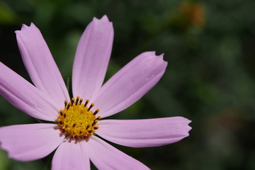 Fototapeta premium flower in garden