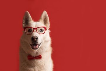 Lovely siberian husky dog wearing glasses and red bow tie isolated against red background. Cool funny dog. Copy space © Iulia