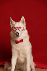 Lovely siberian husky dog wearing glasses and red bow tie isolated against red background. Cool funny dog. Copy space