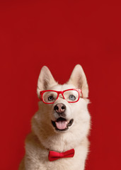 Fototapeta premium Lovely siberian husky dog wearing glasses and red bow tie isolated against red background. Cool funny dog looks up. Copy space