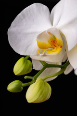 White orchid flowers. A beautifully blossomed flower bred in home conditions.