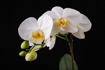 Fototapeta na wymiar White orchid flowers. A beautifully blossomed flower bred in home conditions.