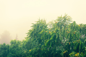 Obraz na płótnie Canvas Lush foliage in the fog
