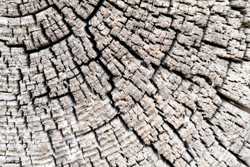 Fototapeta premium Texture image of an old wooden log