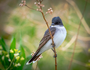 Eastern Kingbird perches in the Colorado summer sunlight