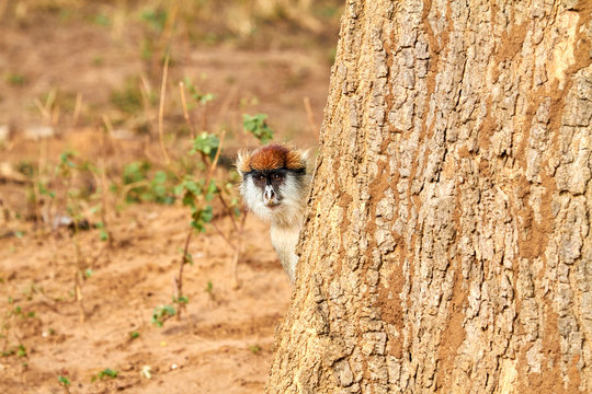 Africa, Uganda, Fort Portal, Kidepo Valley National Park, Patas monkey showing his head from behind a tree