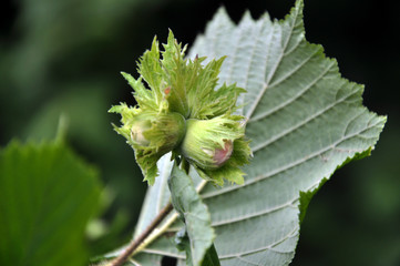 On a branch of a tree ripen nuts hazel