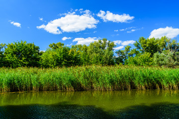 Summer landscape with the green trees and river