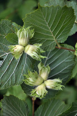 On a branch of a tree ripen nuts hazel