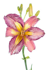 Daylily (Hemerocallis) flower close-up isolated on white background. Cultivar with pink and yellow flower