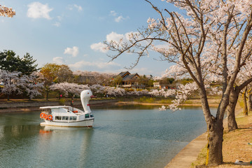 Fototapeta na wymiar Beautiful cherry tree blossom around the famous Bomun Lake