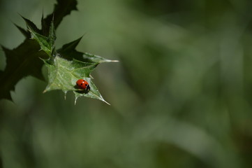 ladybug on leaf