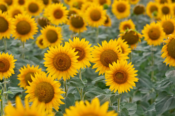 field of sunflowers