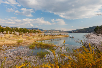 Beautiful cherry tree blossom around the famous Bomun Lake